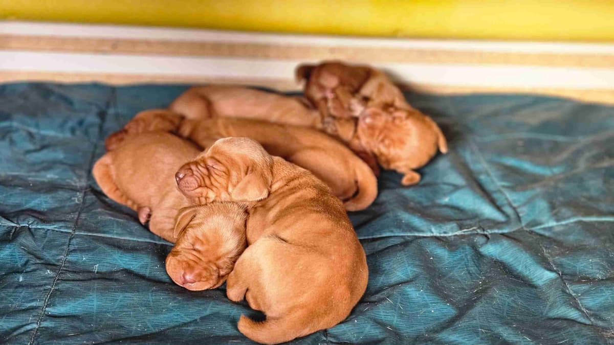 Vizsla Puppies breeder image 10