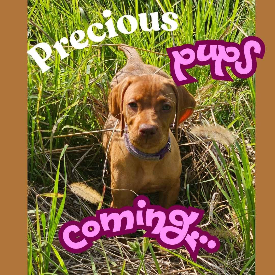 Vizsla Puppies breeder image 13