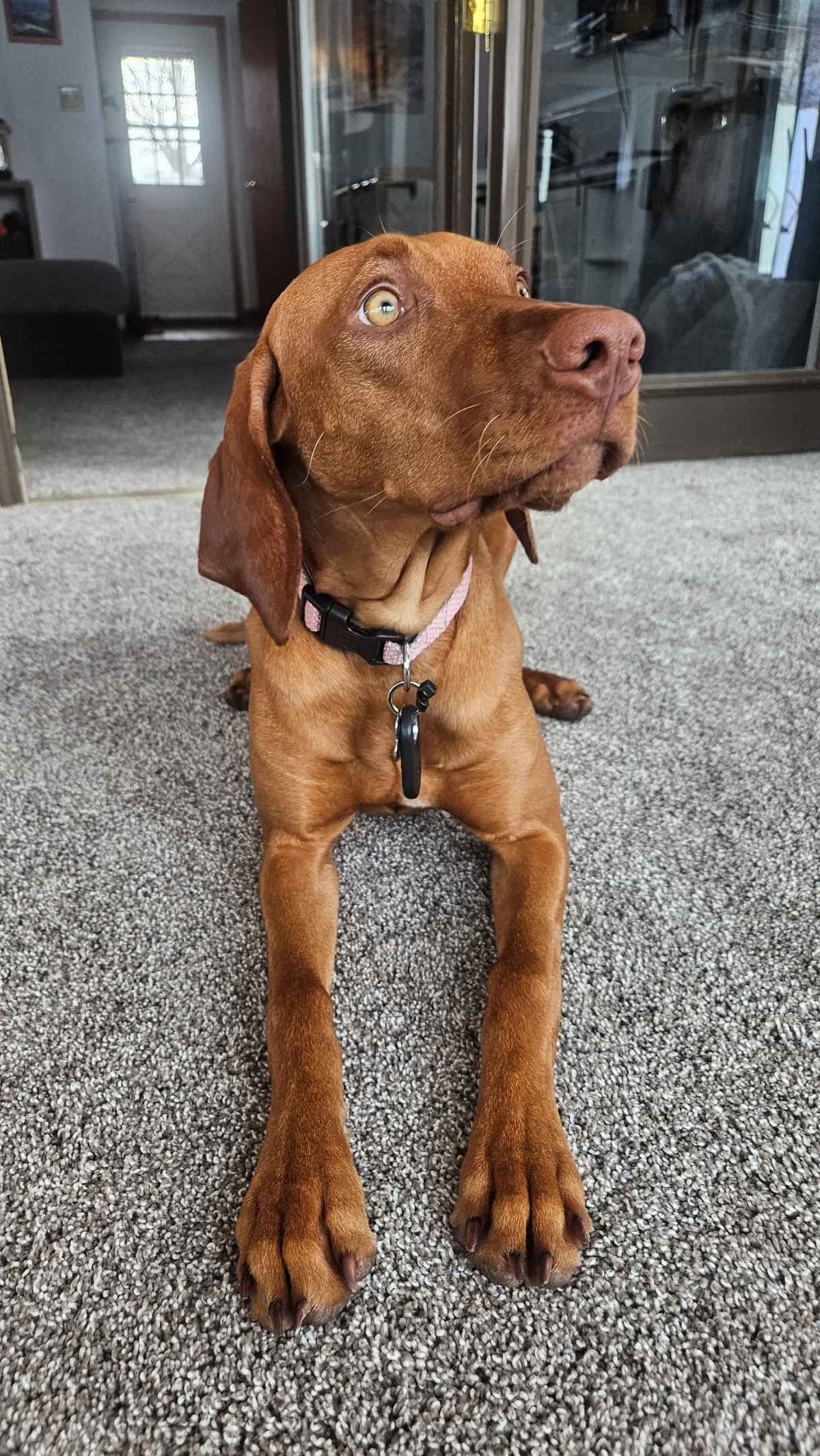 Vizsla Puppies breeder image 12