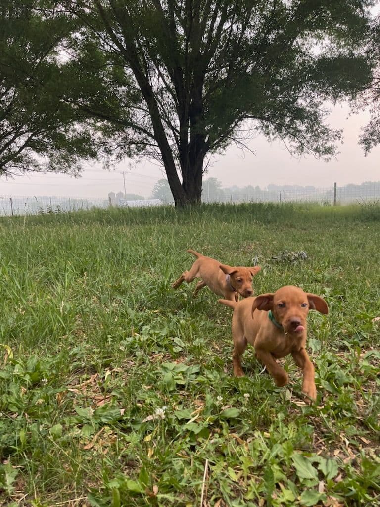 Vizsla Puppies breeder image 11