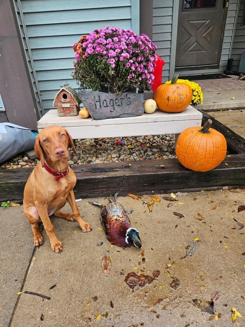 Vizsla Puppies breeder image 14