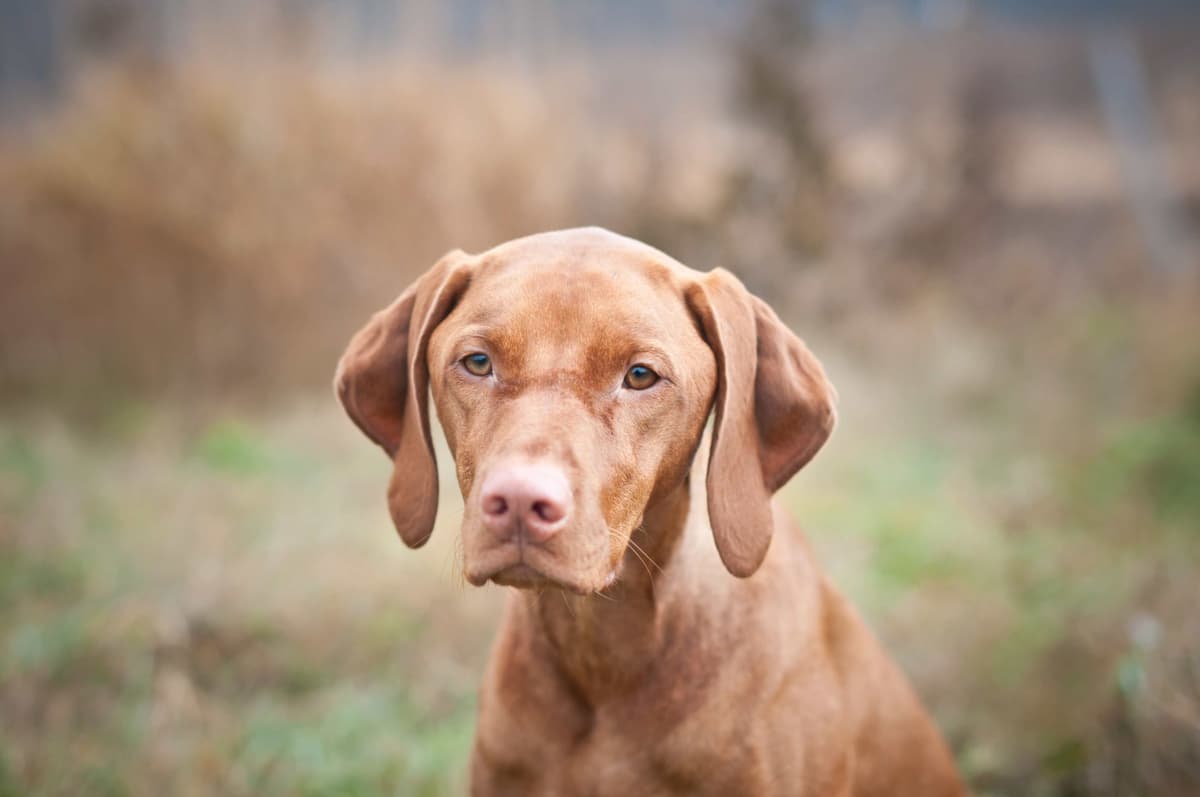 Vizsla Puppies breeder image 15