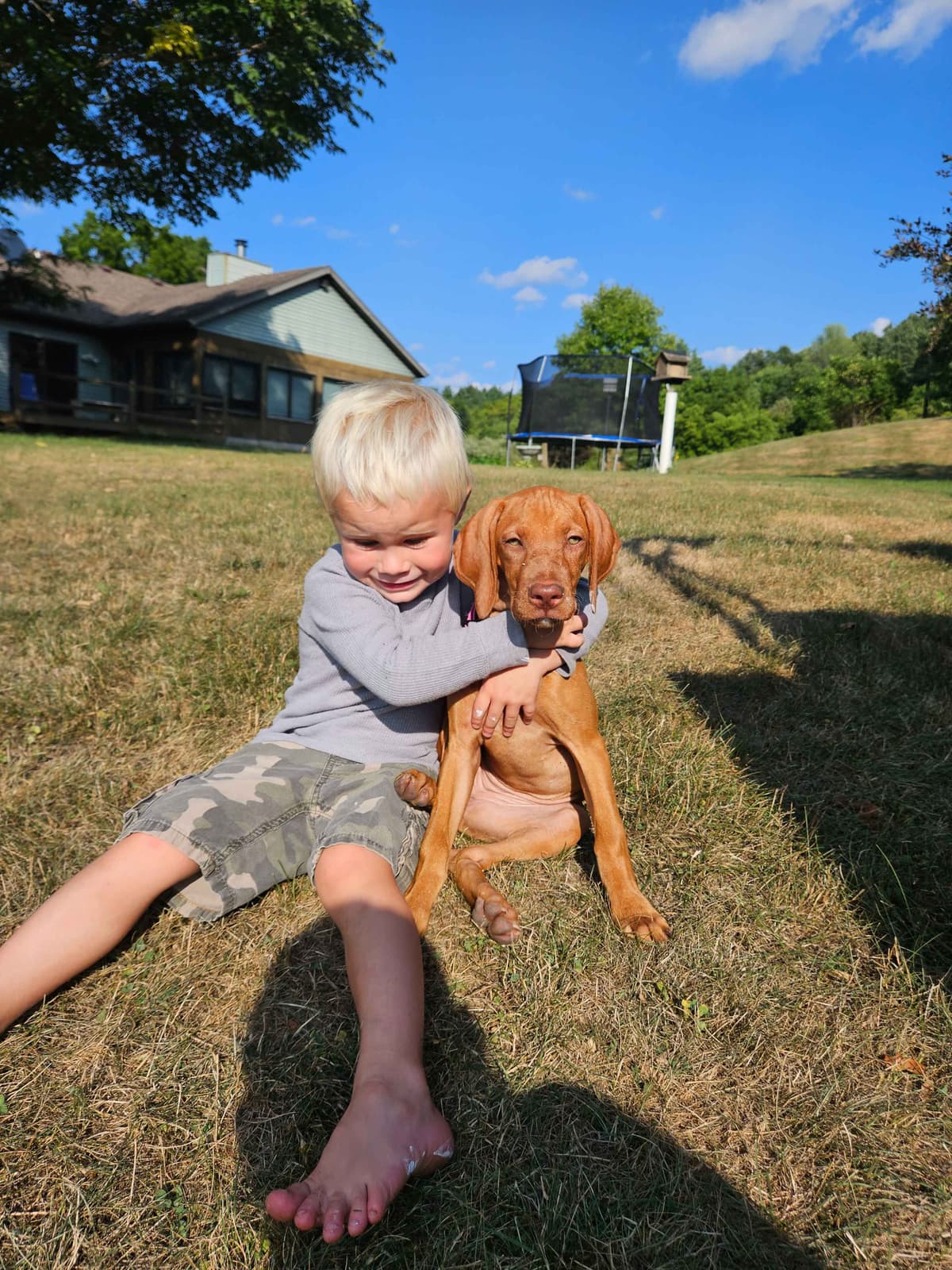 Vizsla Puppies breeder image 18