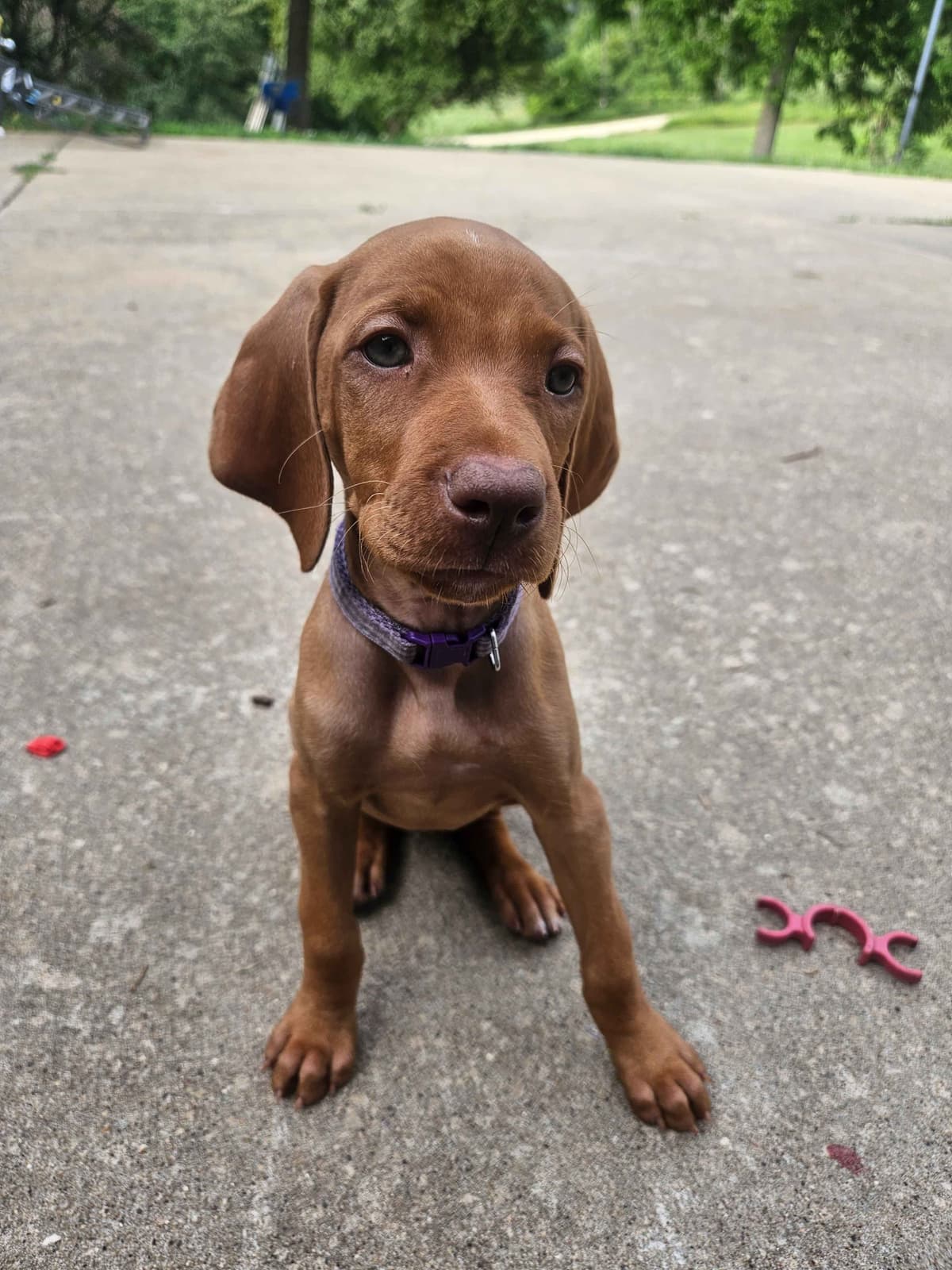Vizsla Puppies breeder image 19