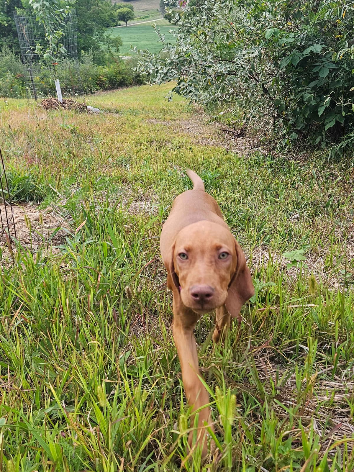 Vizsla Puppies breeder image 21