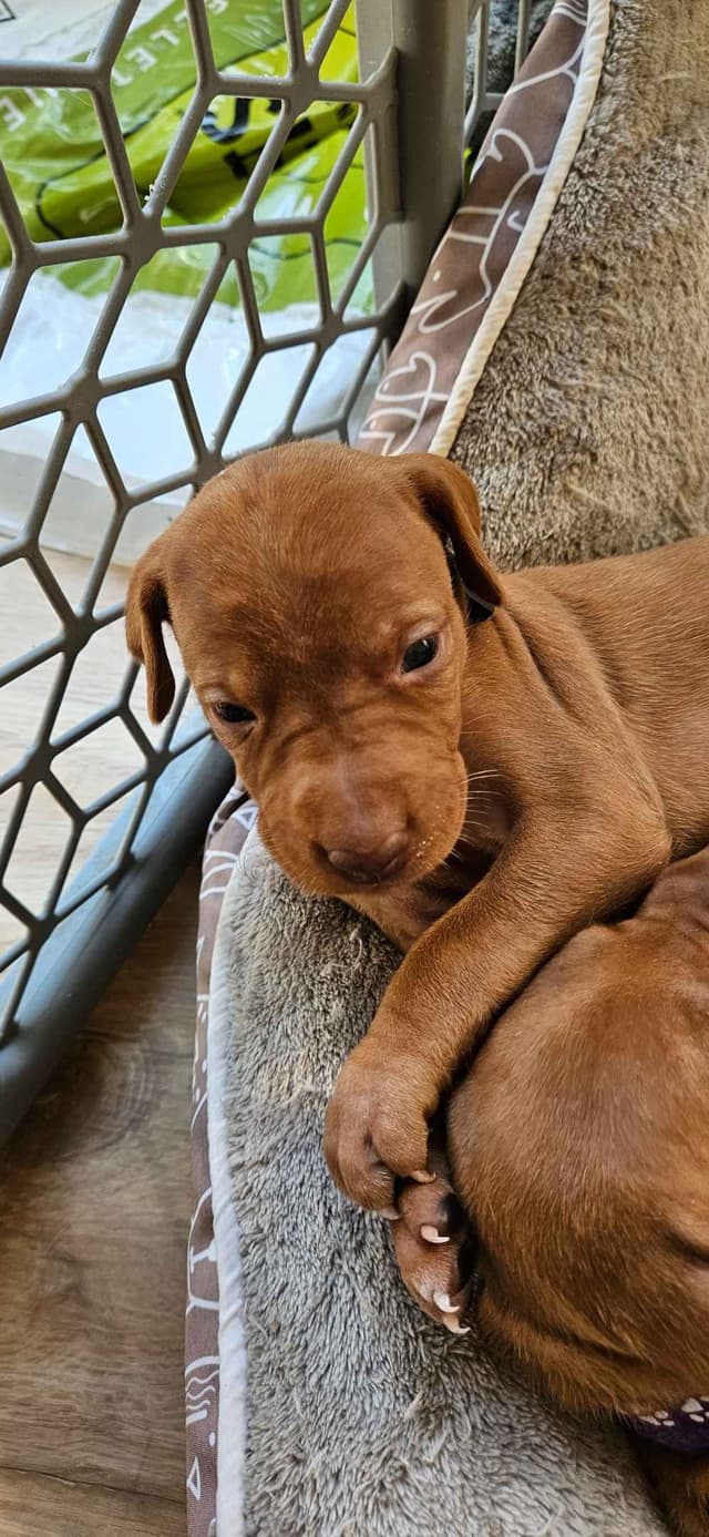 Vizsla Puppies media 2