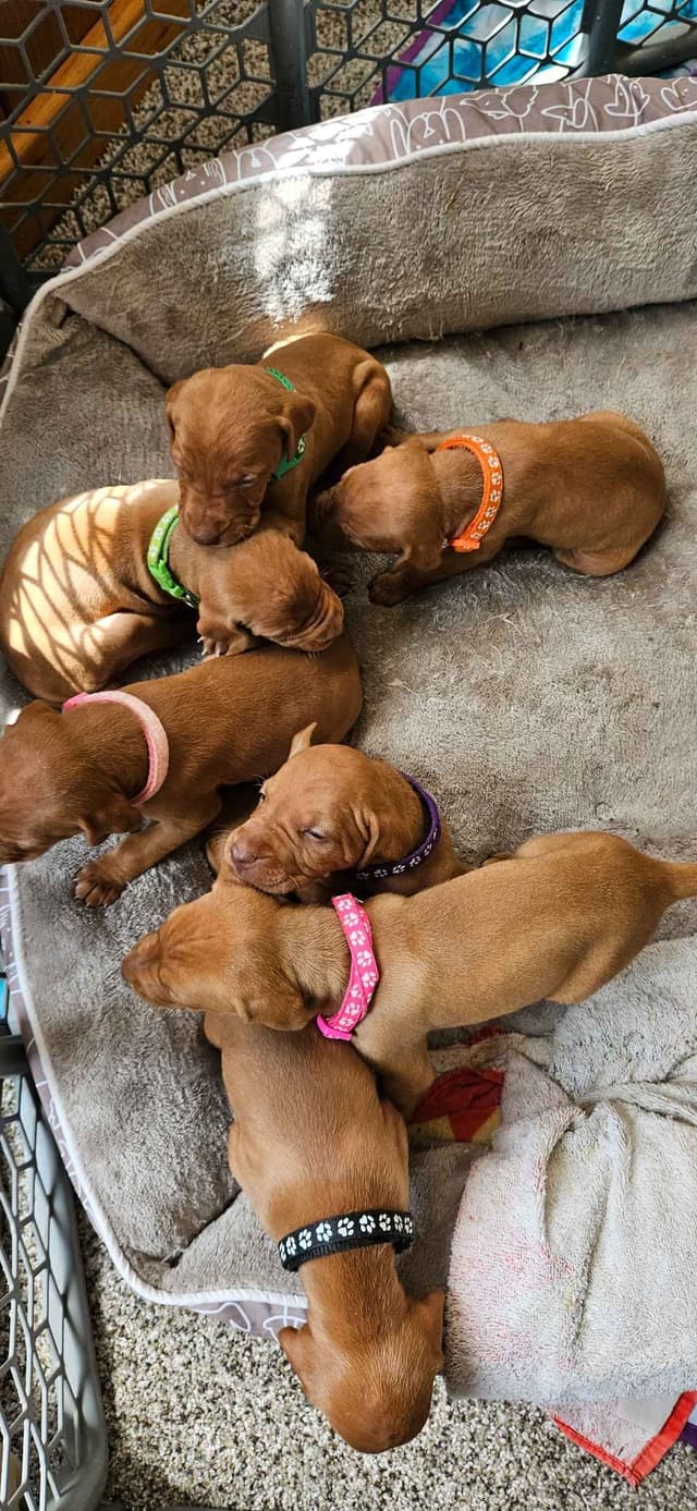 Vizsla Puppies media 4