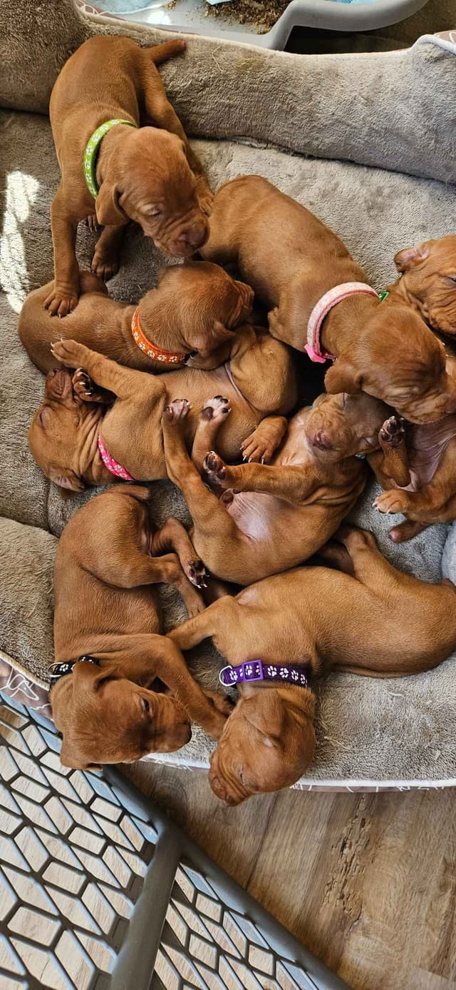 Vizsla Puppies media 3
