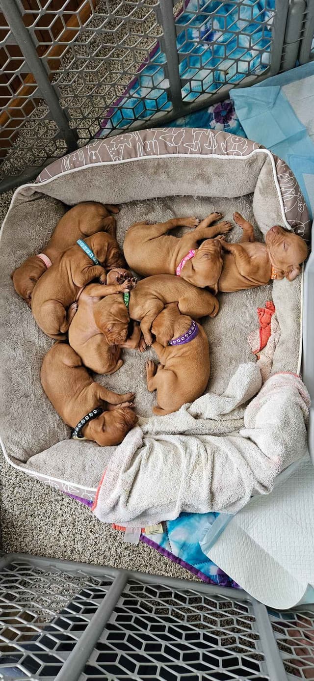 Vizsla Puppies media 5
