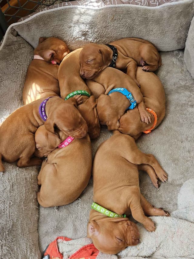 Vizsla Puppies media 6