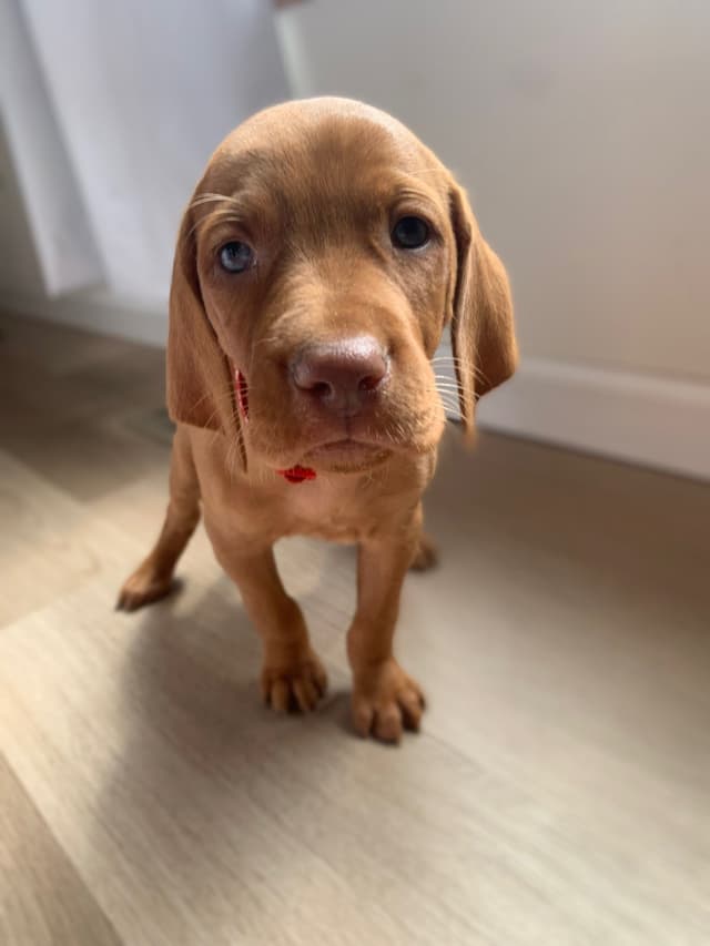 Vizsla Puppies media 7