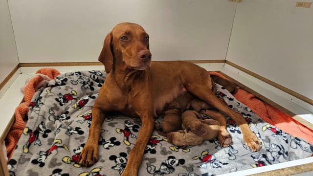 Vizsla Puppies media 8