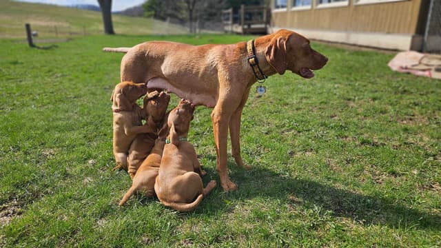 Vizsla Puppies media 9