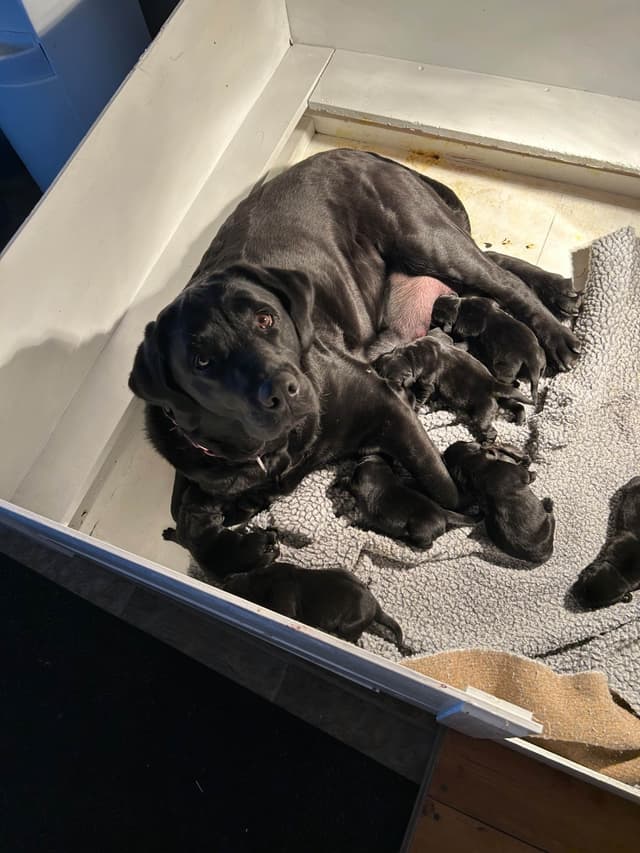 Labrador Retriever Puppies media 2