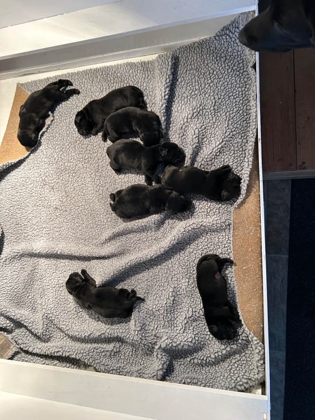 Labrador Retriever Puppies media 3