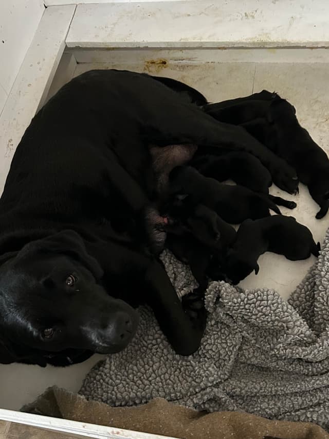 Labrador Retriever Puppies media 4