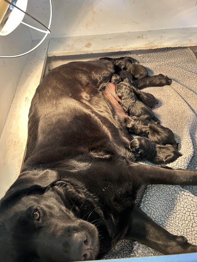 Labrador Retriever Puppies media 5
