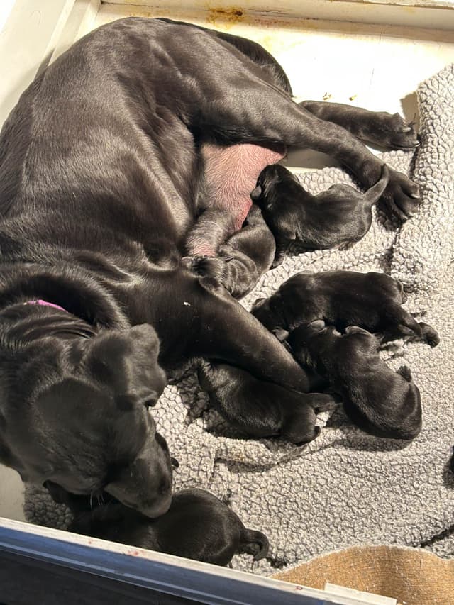 Labrador Retriever Puppies media 6