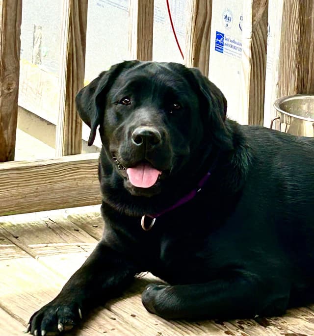Labrador Retriever Puppies media 8