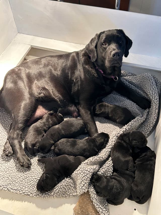 Labrador Retriever Puppies media 11