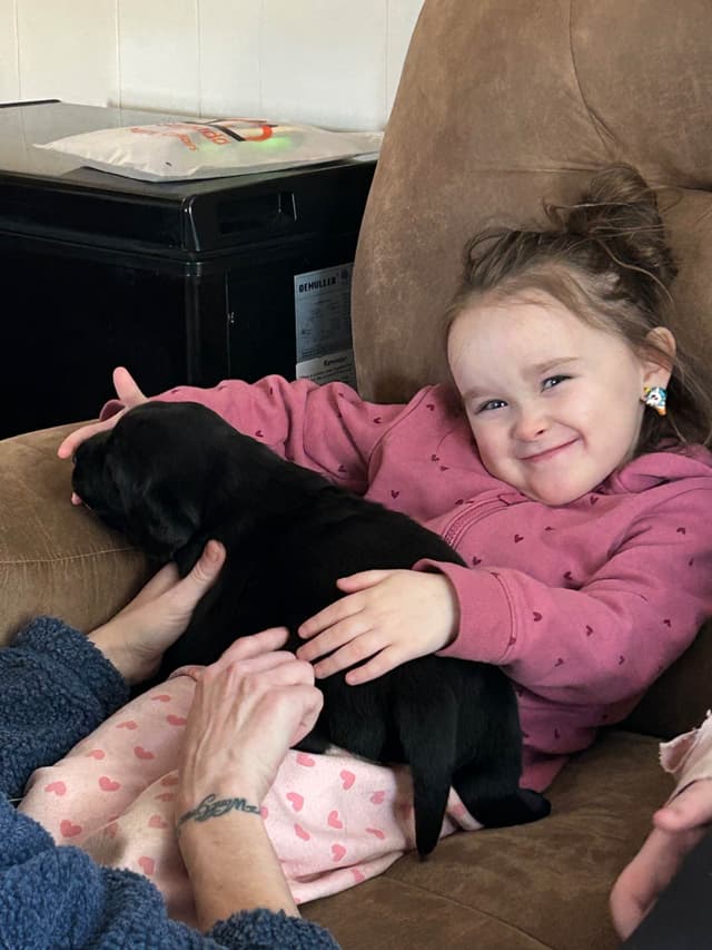 Labrador Retriever Puppies media 14