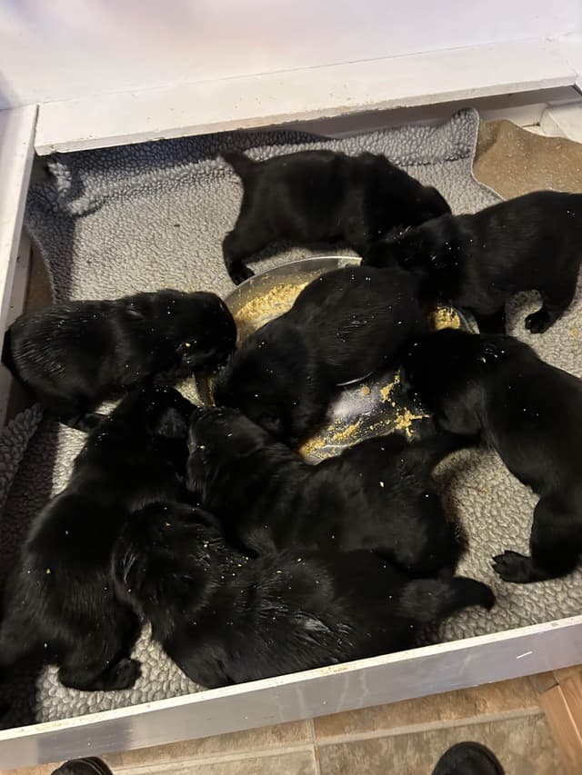 Labrador Retriever Puppies media 15