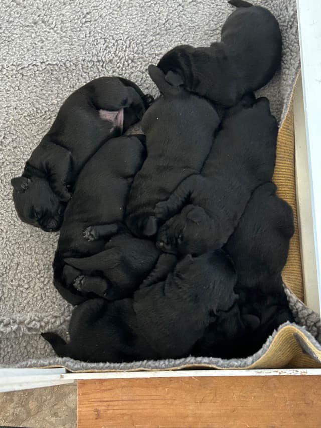 Labrador Retriever Puppies media 17