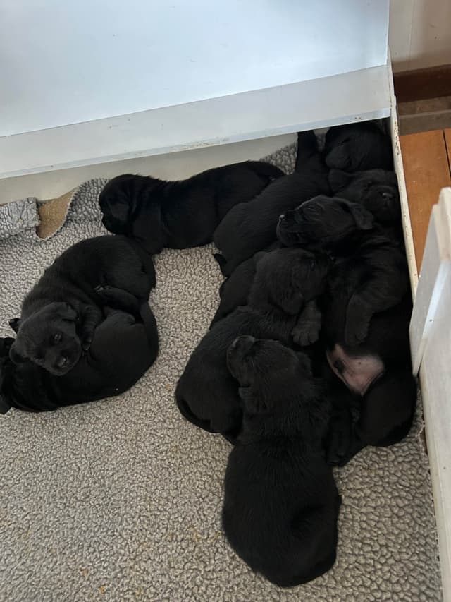 Labrador Retriever Puppies media 18
