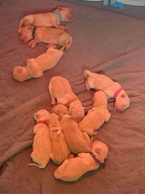 Golden Retriever Puppies media 4