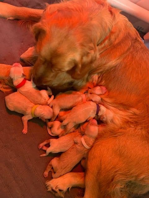 Golden Retriever Puppies media 6