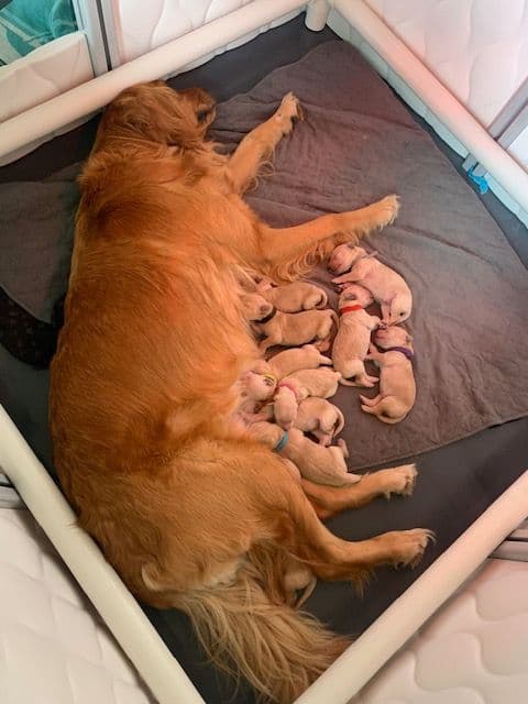 Golden Retriever Puppies media 7