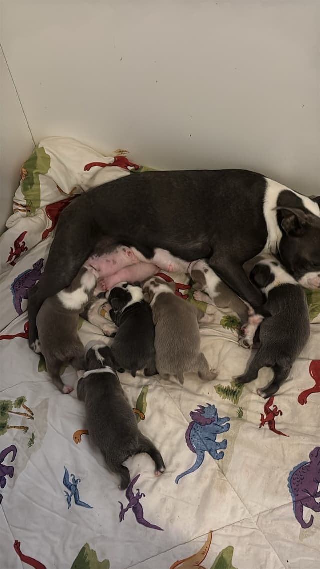 Boston Terrier Puppies media 2