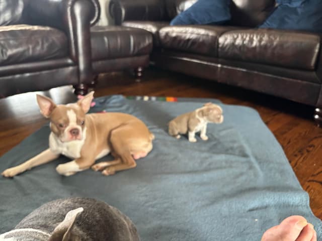 Boston Terrier Puppies media 3