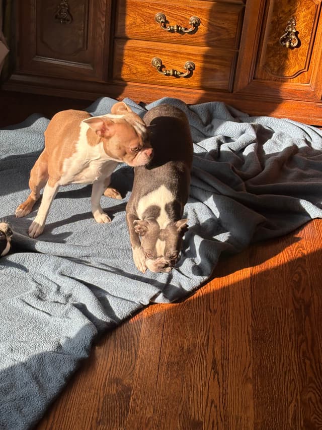 Boston Terrier Puppies media 6