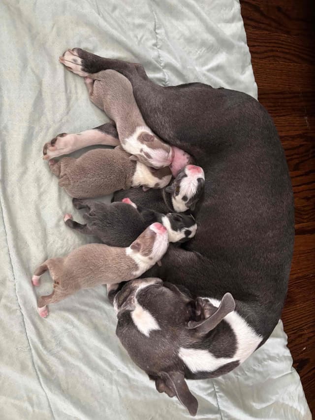 Boston Terrier Puppies media 8