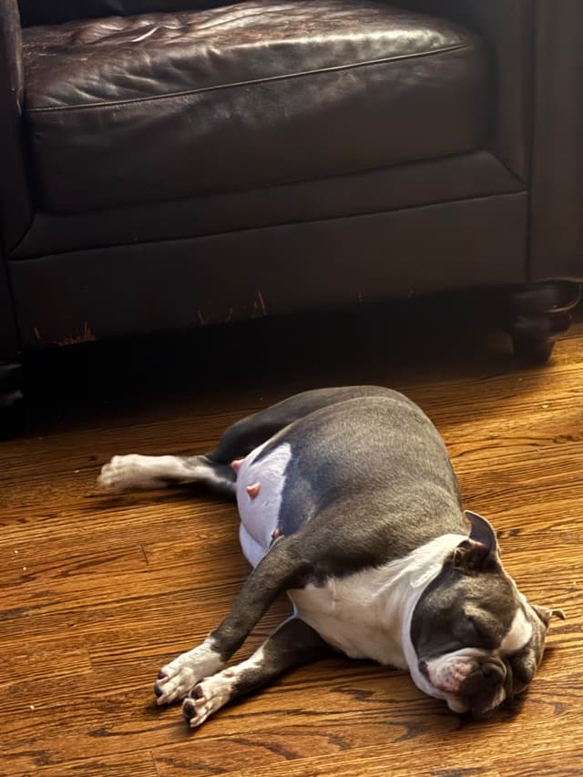 Boston Terrier Puppies media 9
