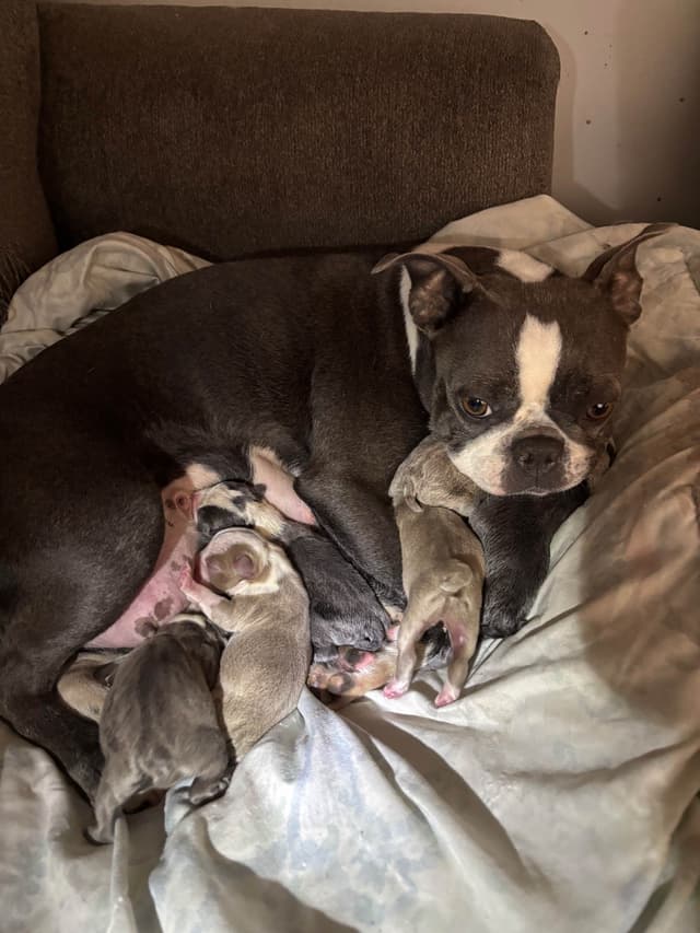 Boston Terrier Puppies media 10