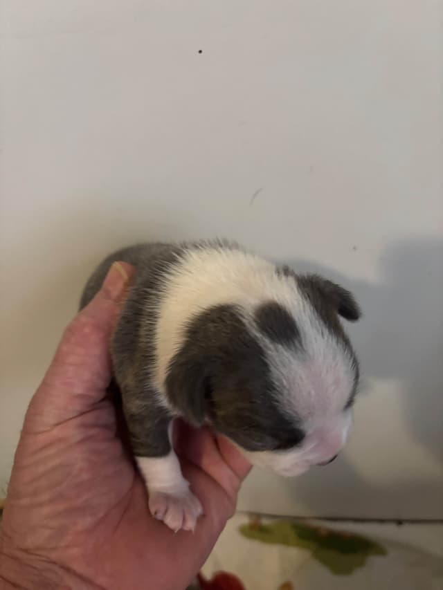 Boston Terrier Puppies media 11