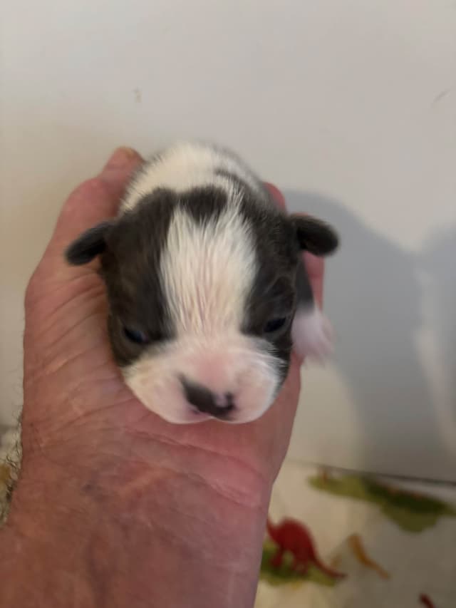 Boston Terrier Puppies media 12