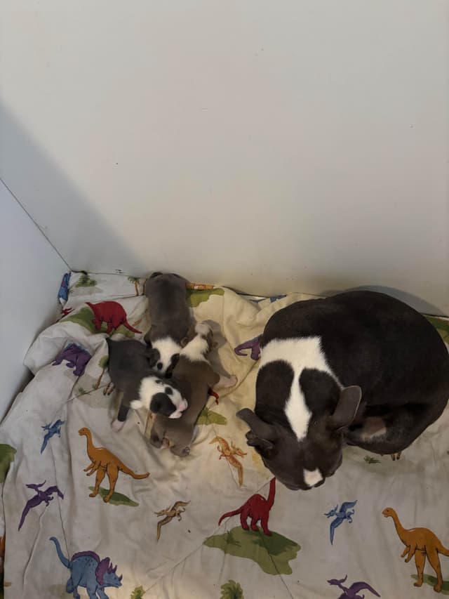 Boston Terrier Puppies media 14