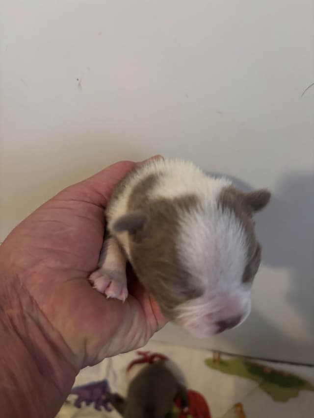 Boston Terrier Puppies media 13