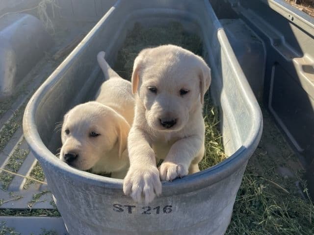 Yellow English Labrador Puppies breeder image 2