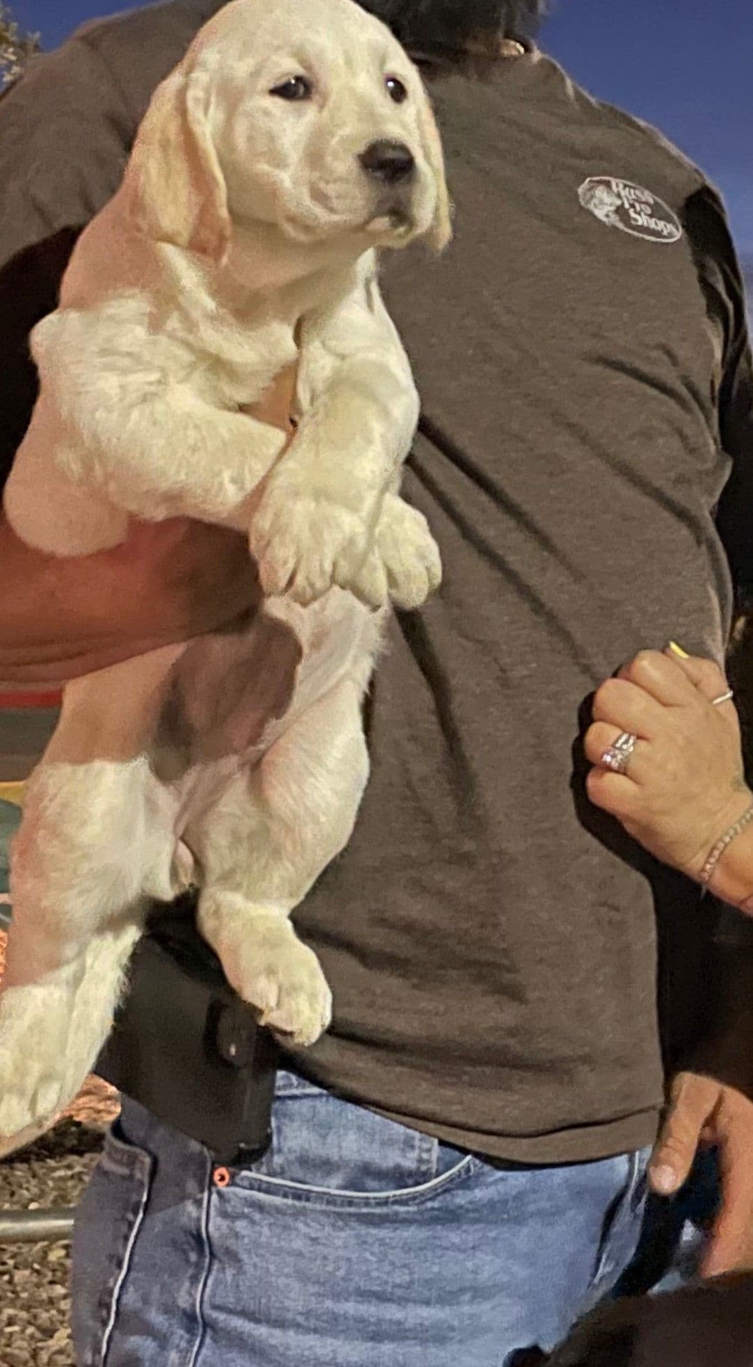 Yellow English Labrador Puppies breeder image 4