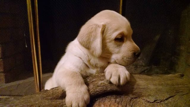 Yellow English Labrador Puppies media 3