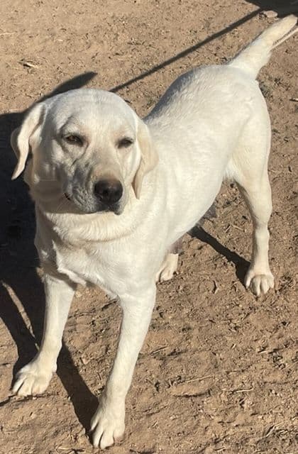 Yellow English Labrador Puppies media 5