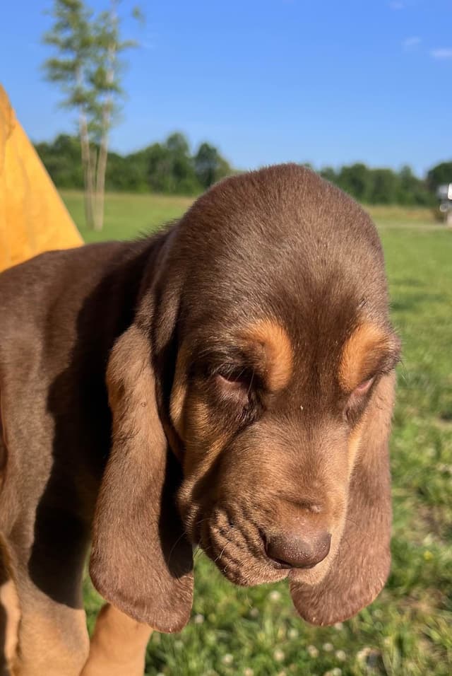 Bloodhound Puppies From The Farm!!! media 3