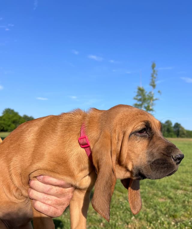 Bloodhound Puppies From The Farm!!! media 5
