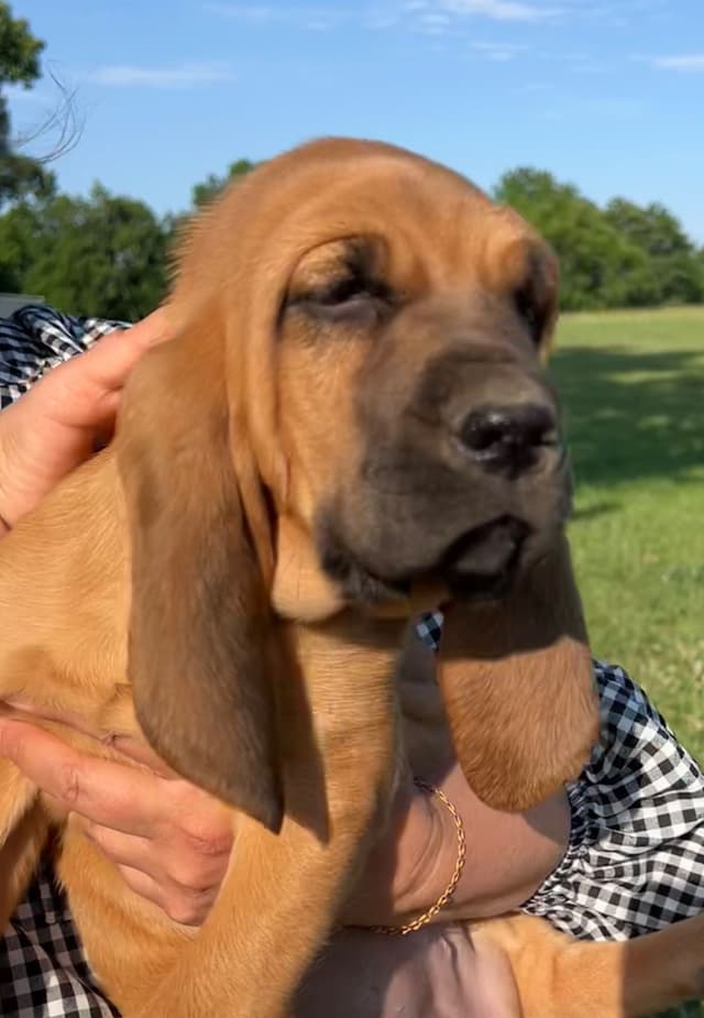 Bloodhound Puppies From The Farm!!! media 6