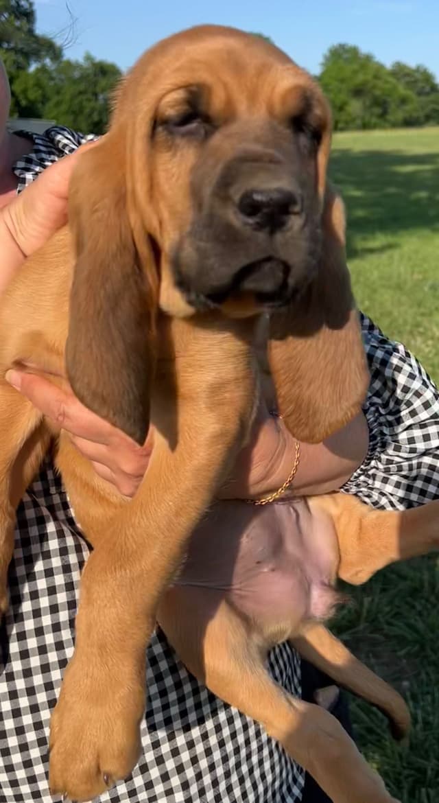 Bloodhound Puppies From The Farm!!! media 9