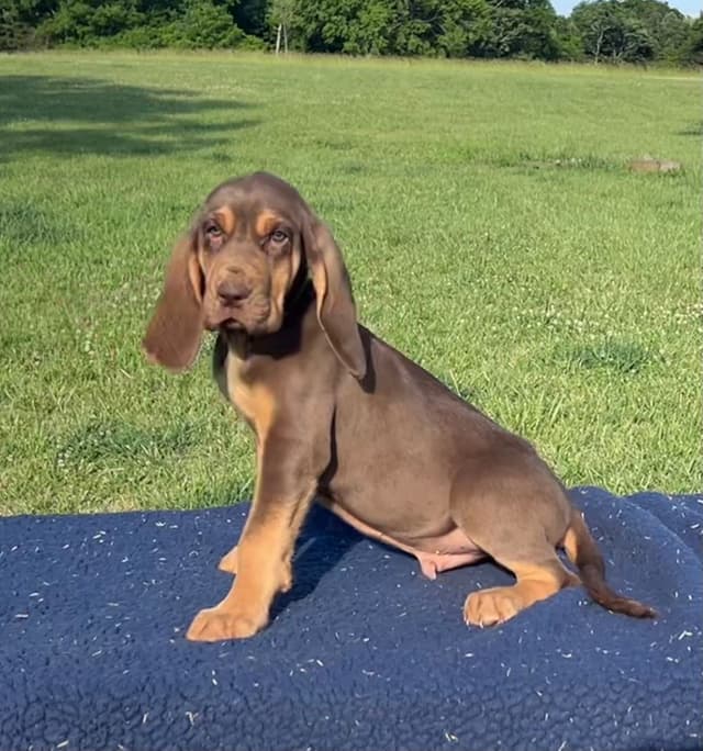 Bloodhound Puppies From The Farm!!! media 7